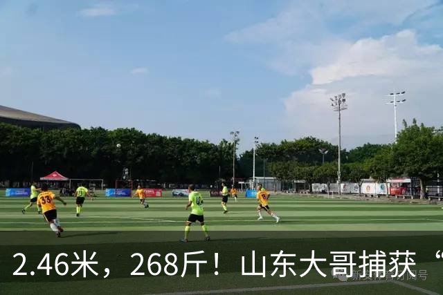 2.46米，268斤！山东大哥捕获“鲅鱼王”：常见鲅鱼仅几斤到十几斤，已被水产公司收购，将做成鲅鱼水饺